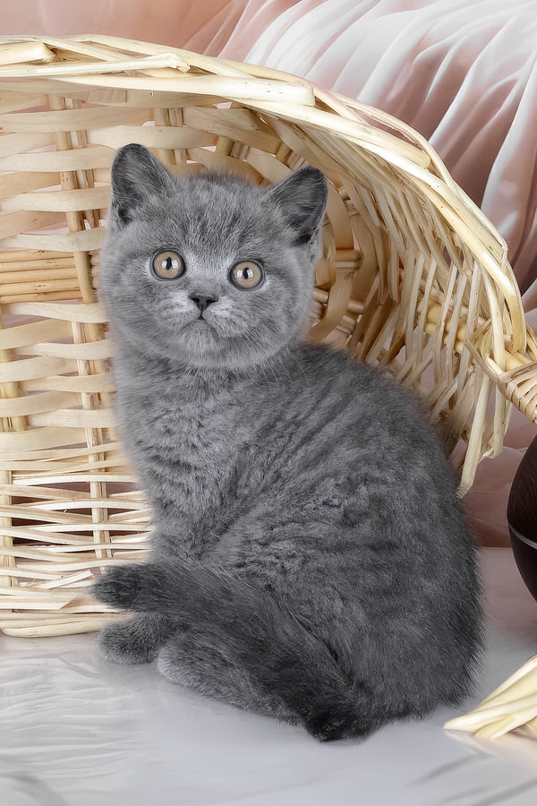 Kassie | British Shorthair Kitten