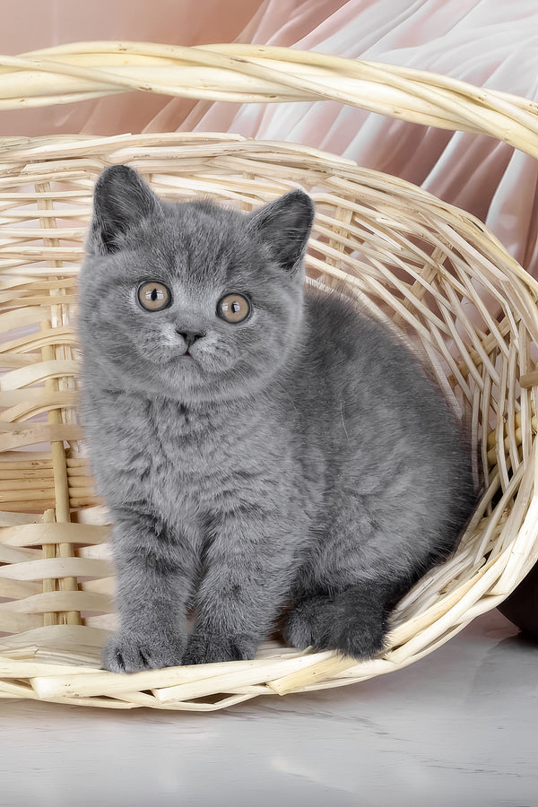 Kassie | British Shorthair Kitten