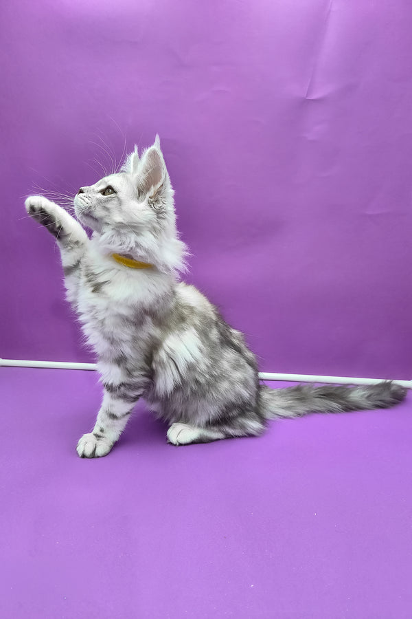 Keli | Maine Coon Kitten