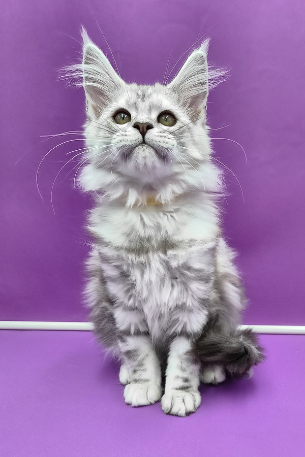 Keli | Maine Coon Kitten