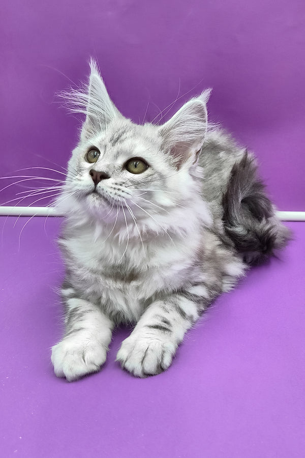 Keli | Maine Coon Kitten
