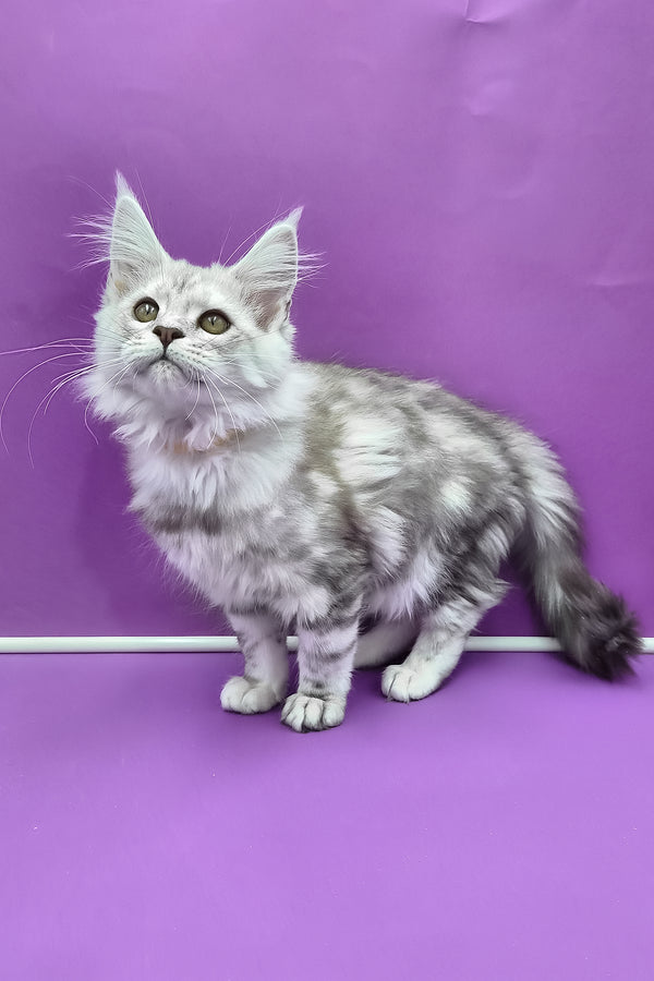 Keli | Maine Coon Kitten