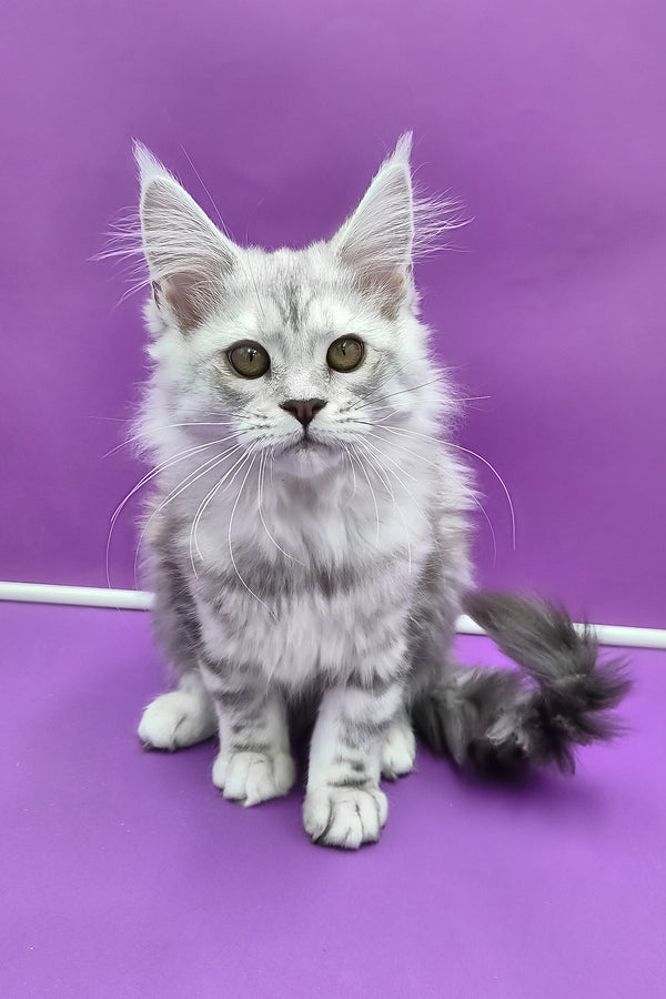 Keli | Maine Coon Kitten