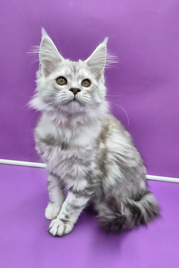 Keli | Maine Coon Kitten