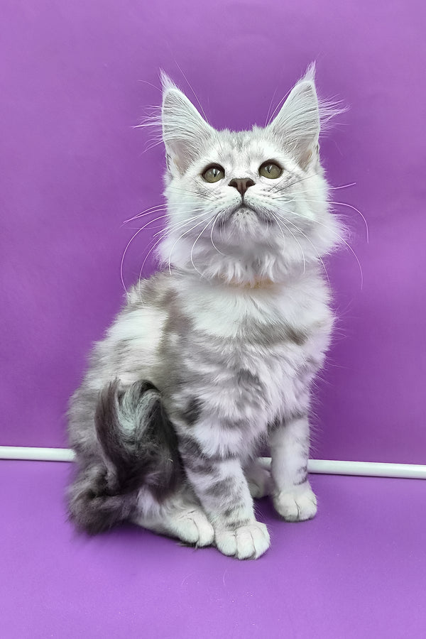 Keli | Maine Coon Kitten