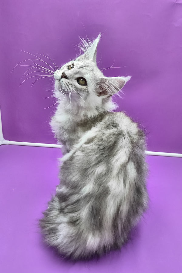 Keli | Maine Coon Kitten