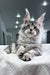 Kiki | Maine Coon Kitten
