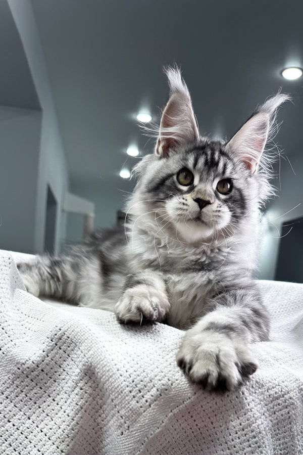 Kiki | Maine Coon Kitten