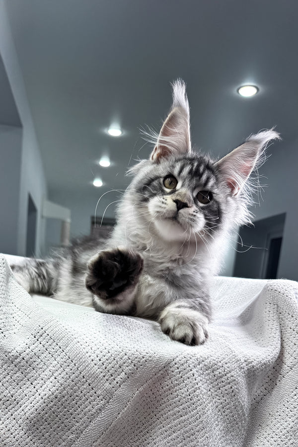 Kiki | Maine Coon Kitten