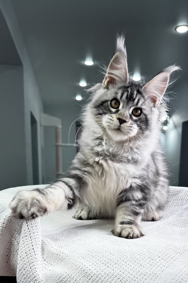 Kiki | Maine Coon Kitten