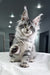 Kiki | Maine Coon Kitten