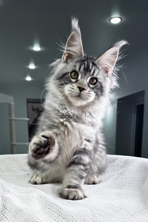 Kiki | Maine Coon Kitten