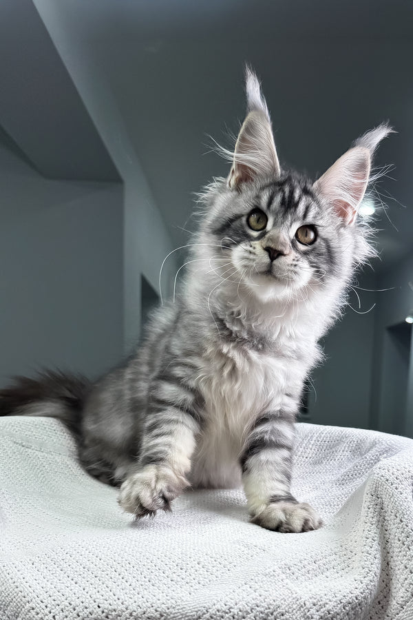 Kiki | Maine Coon Kitten