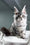 Kiki | Maine Coon Kitten