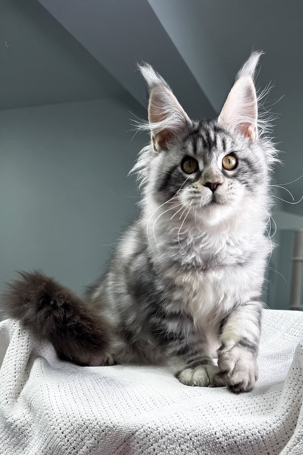Kiki | Maine Coon Kitten
