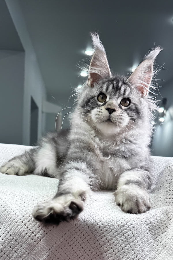 Kiki | Maine Coon Kitten