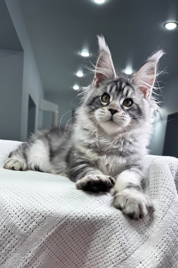 Kiki | Maine Coon Kitten