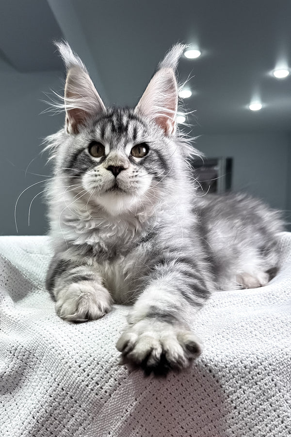 Kiki | Maine Coon Kitten