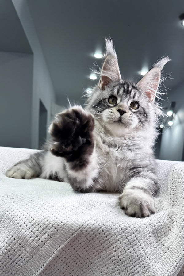 Kiki | Maine Coon Kitten