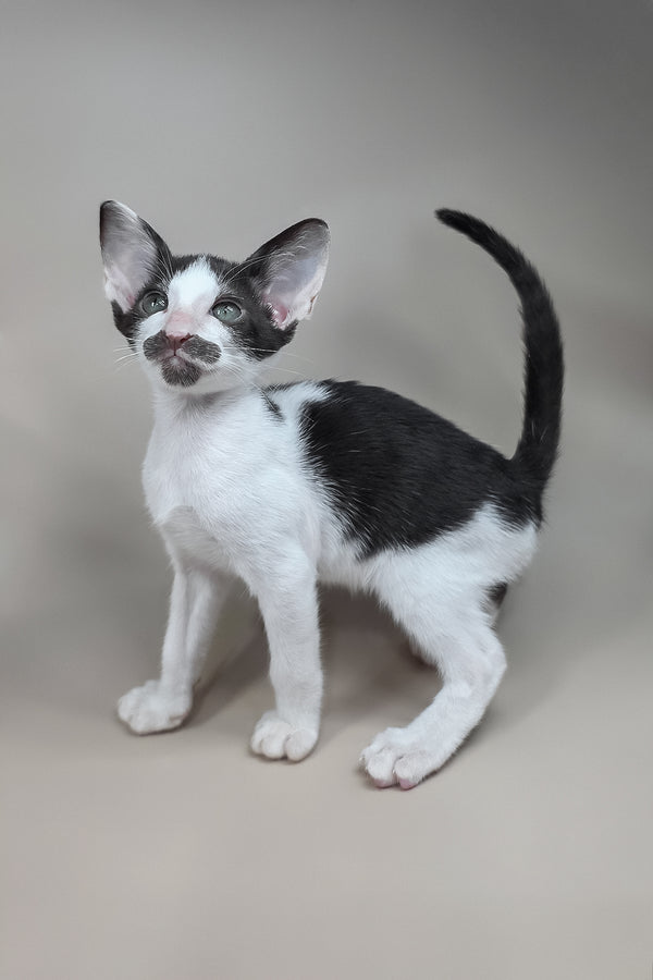 Koji | Oriental Shorthair Kitten