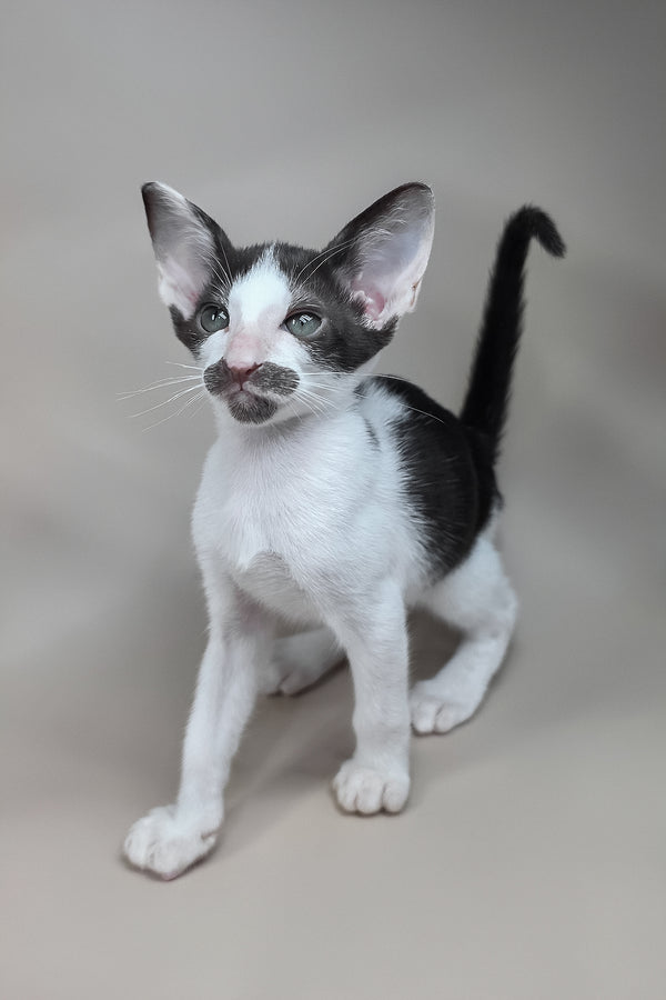Koji | Oriental Shorthair Kitten