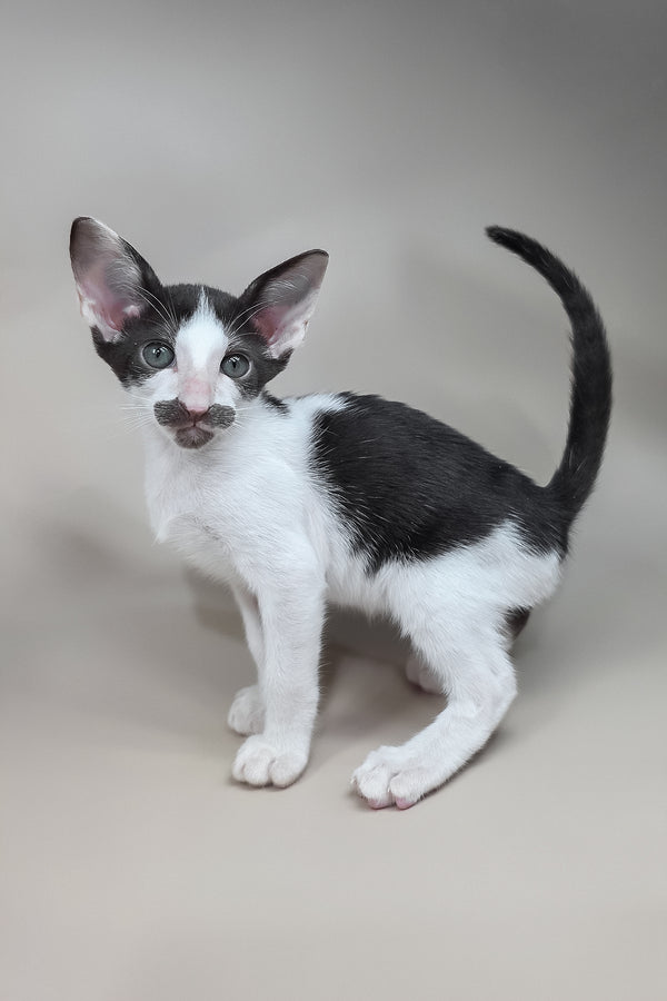Koji | Oriental Shorthair Kitten