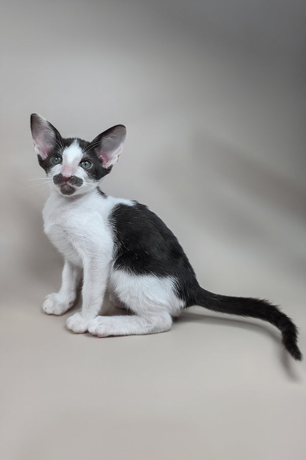 Koji | Oriental Shorthair Kitten