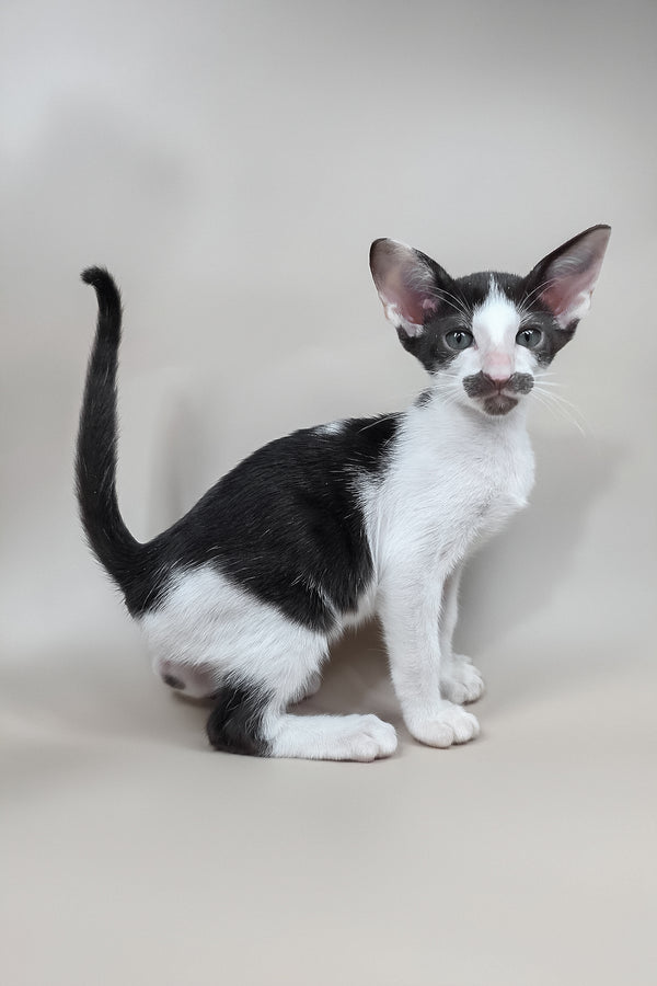 Koji | Oriental Shorthair Kitten