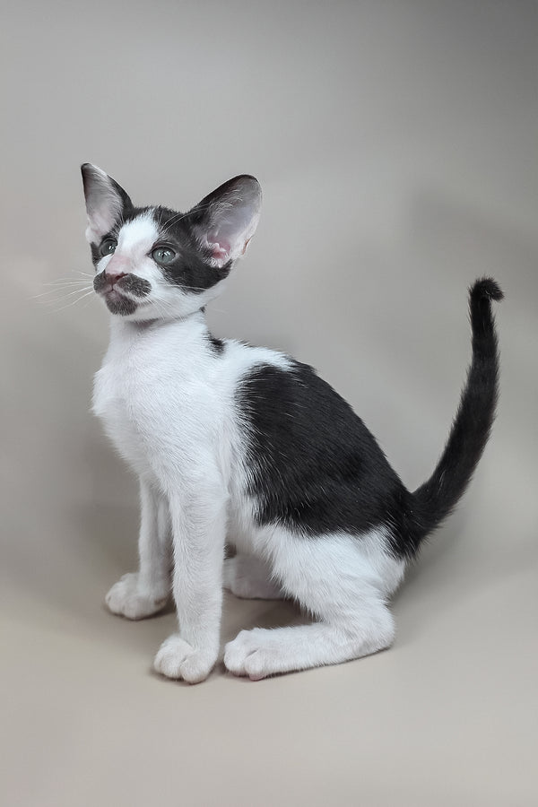 Koji | Oriental Shorthair Kitten