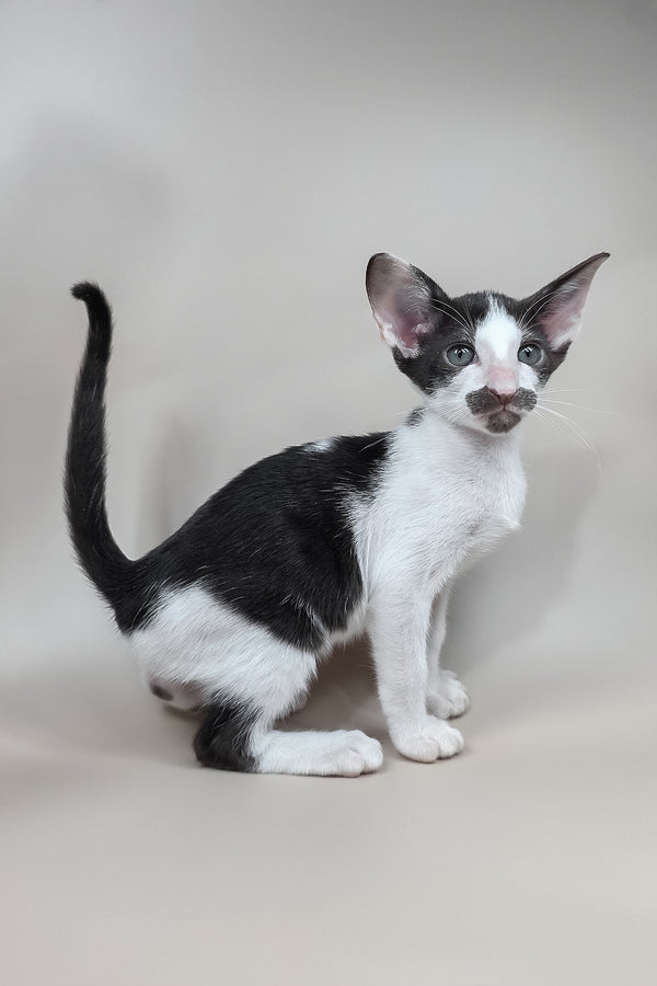 Koji | Oriental Shorthair Kitten