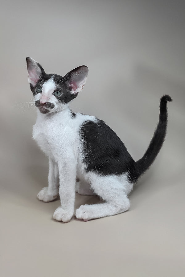 Koji | Oriental Shorthair Kitten