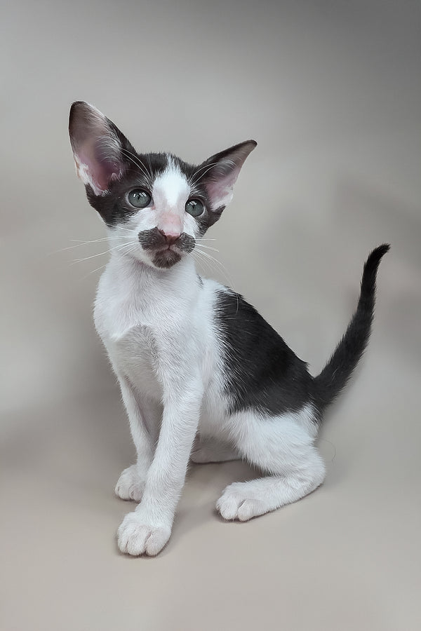 Koji | Oriental Shorthair Kitten