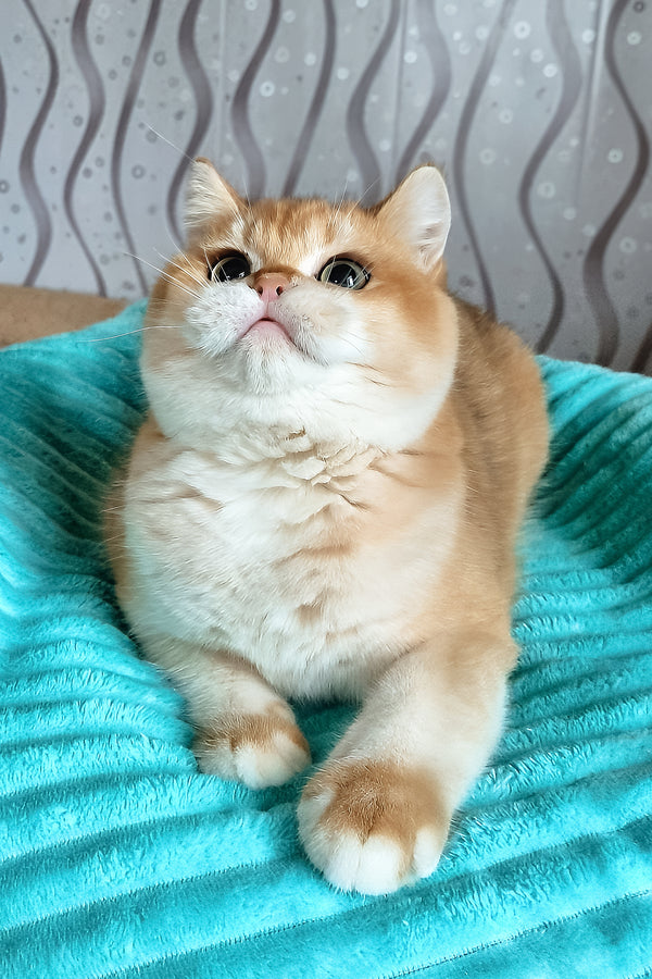 Lev | British Shorthair Kitten