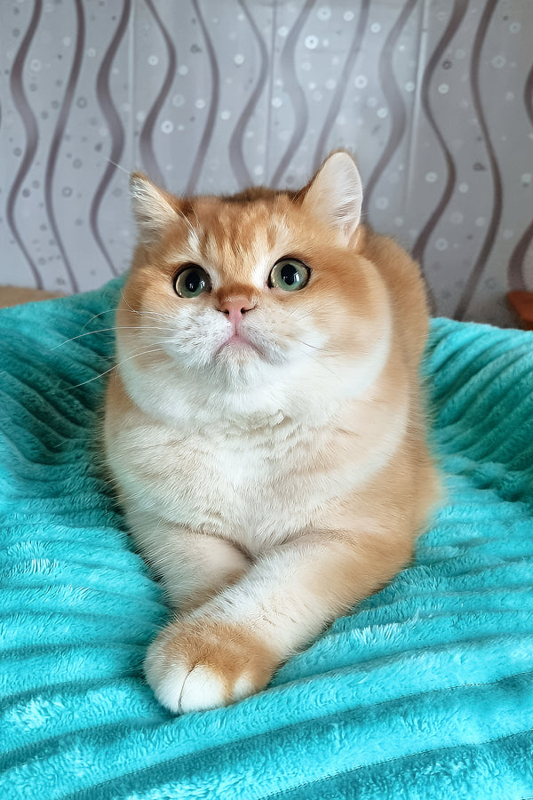 Lev | British Shorthair Kitten