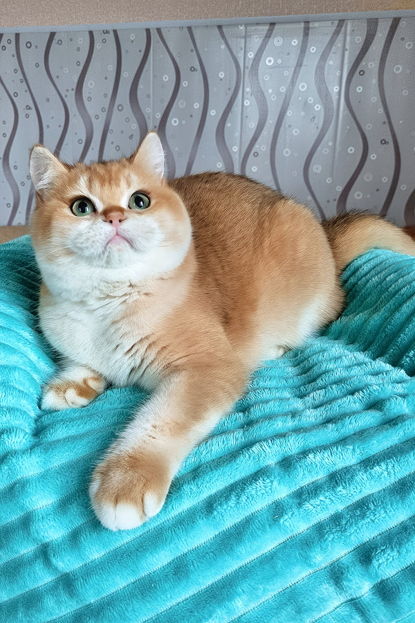 Lev | British Shorthair Kitten