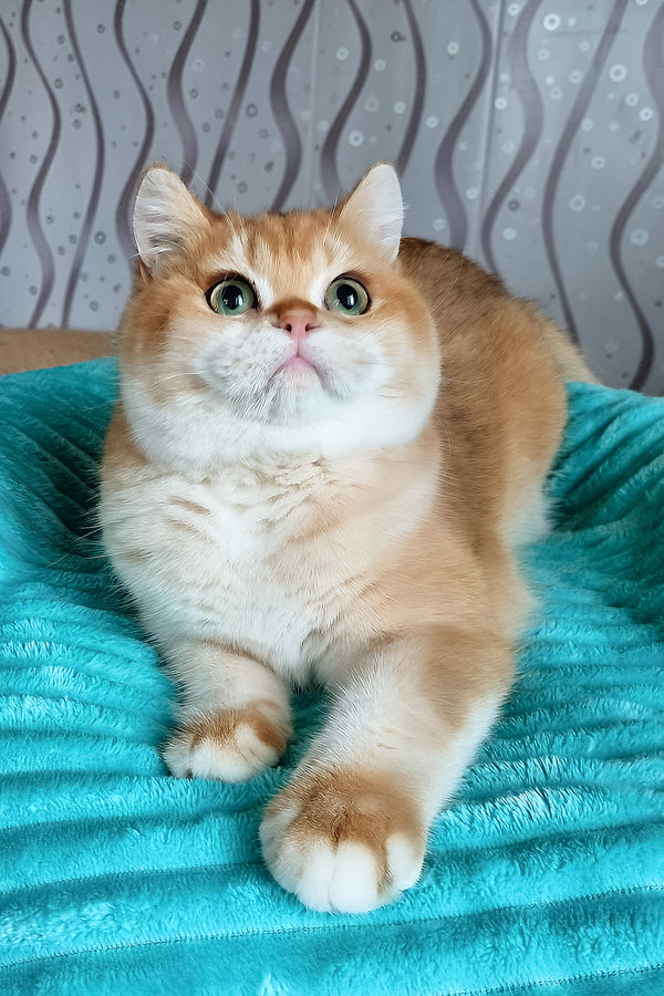 Lev | British Shorthair Kitten