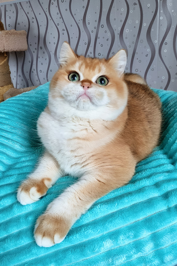 Lev | British Shorthair Kitten