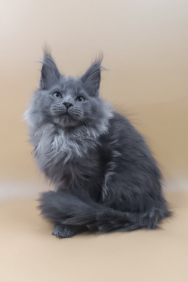 Luisa | Maine Coon Kitten
