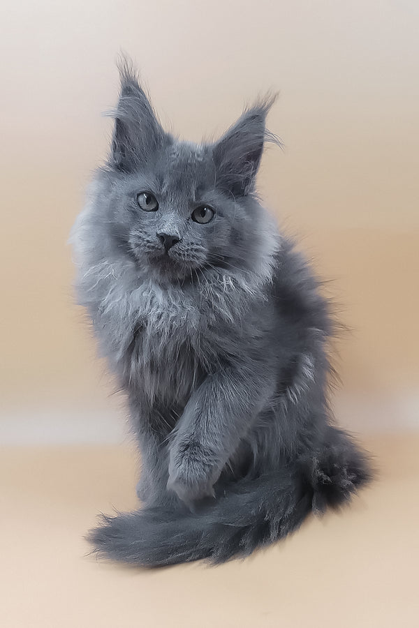 Luisa | Maine Coon Kitten