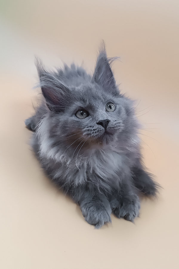 Luisa | Maine Coon Kitten