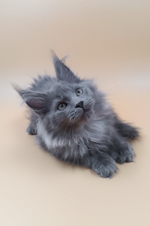 Luisa | Maine Coon Kitten