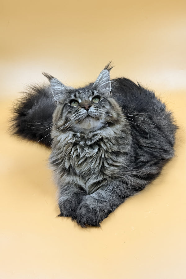Mers | Maine Coon Kitten