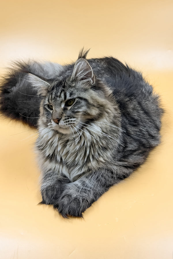 Mers | Maine Coon Kitten