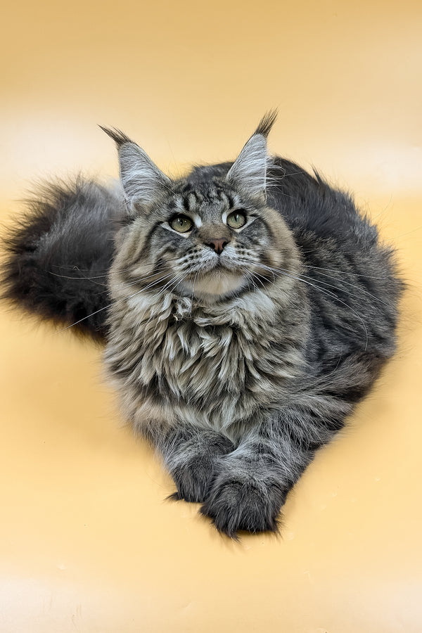Mers | Maine Coon Kitten