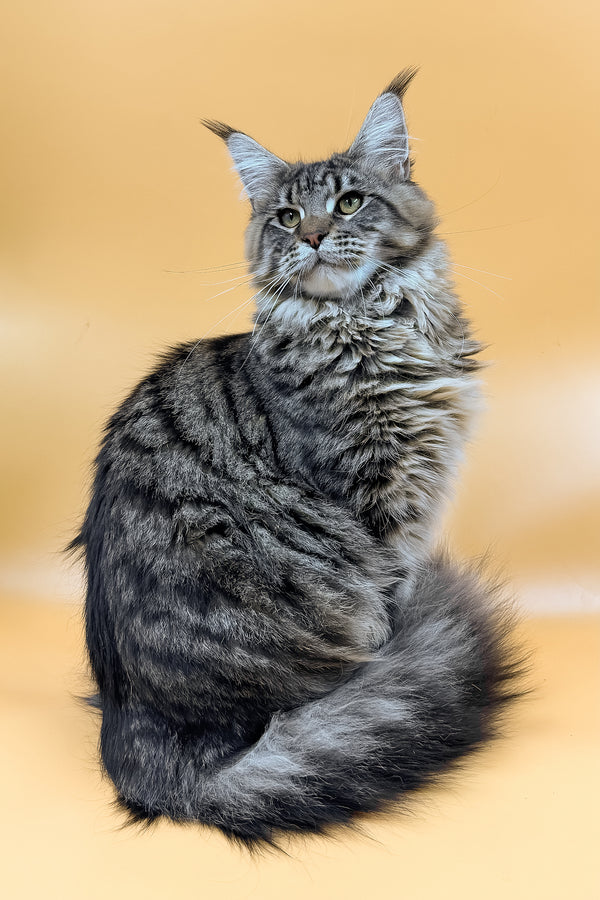 Mers | Maine Coon Kitten