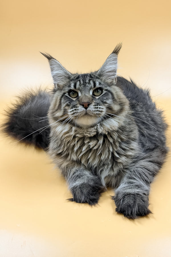 Mers | Maine Coon Kitten
