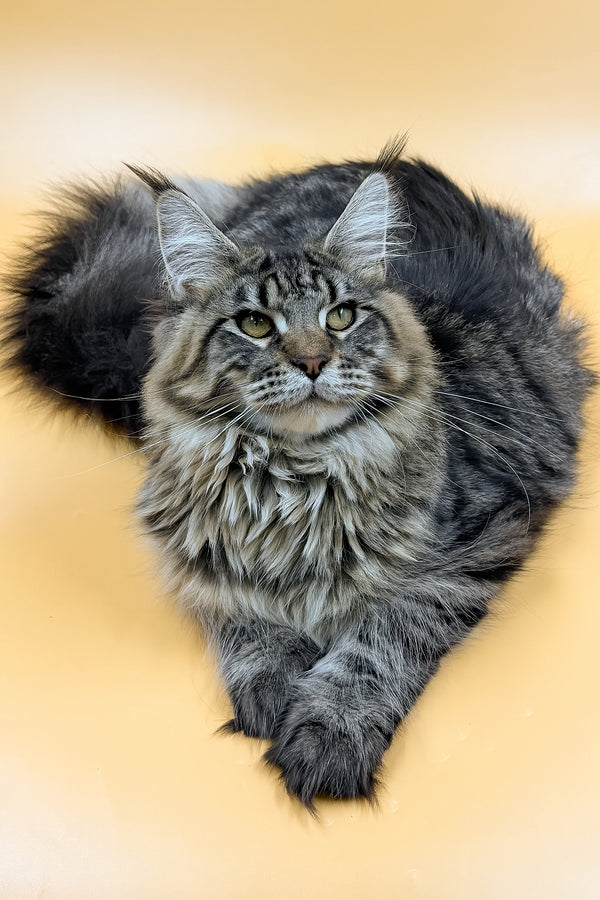 Mers | Maine Coon Kitten
