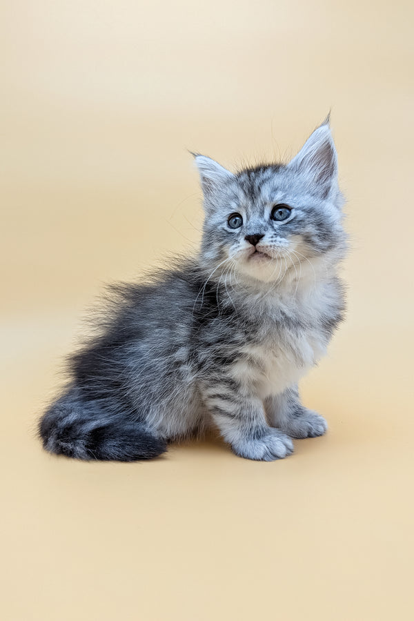 Mika | Maine Coon Kitten