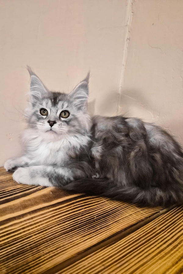 Naomi | Maine Coon Kitten