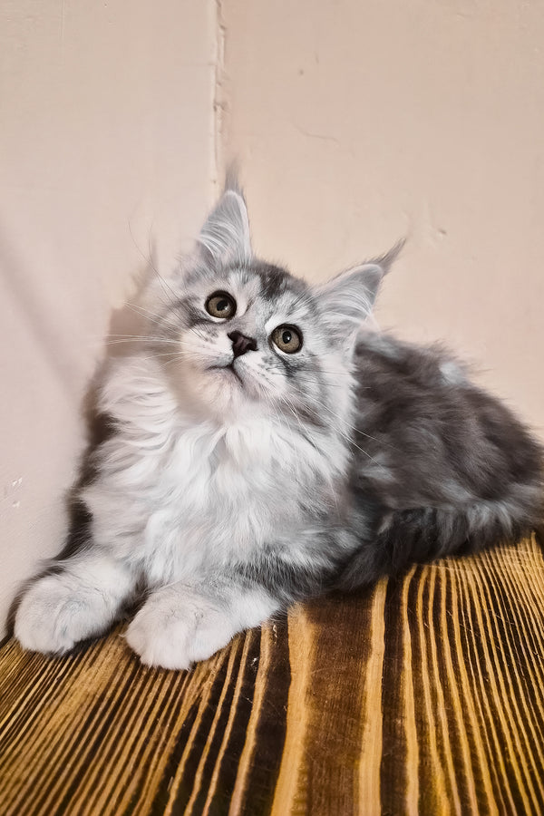 Naomi | Maine Coon Kitten
